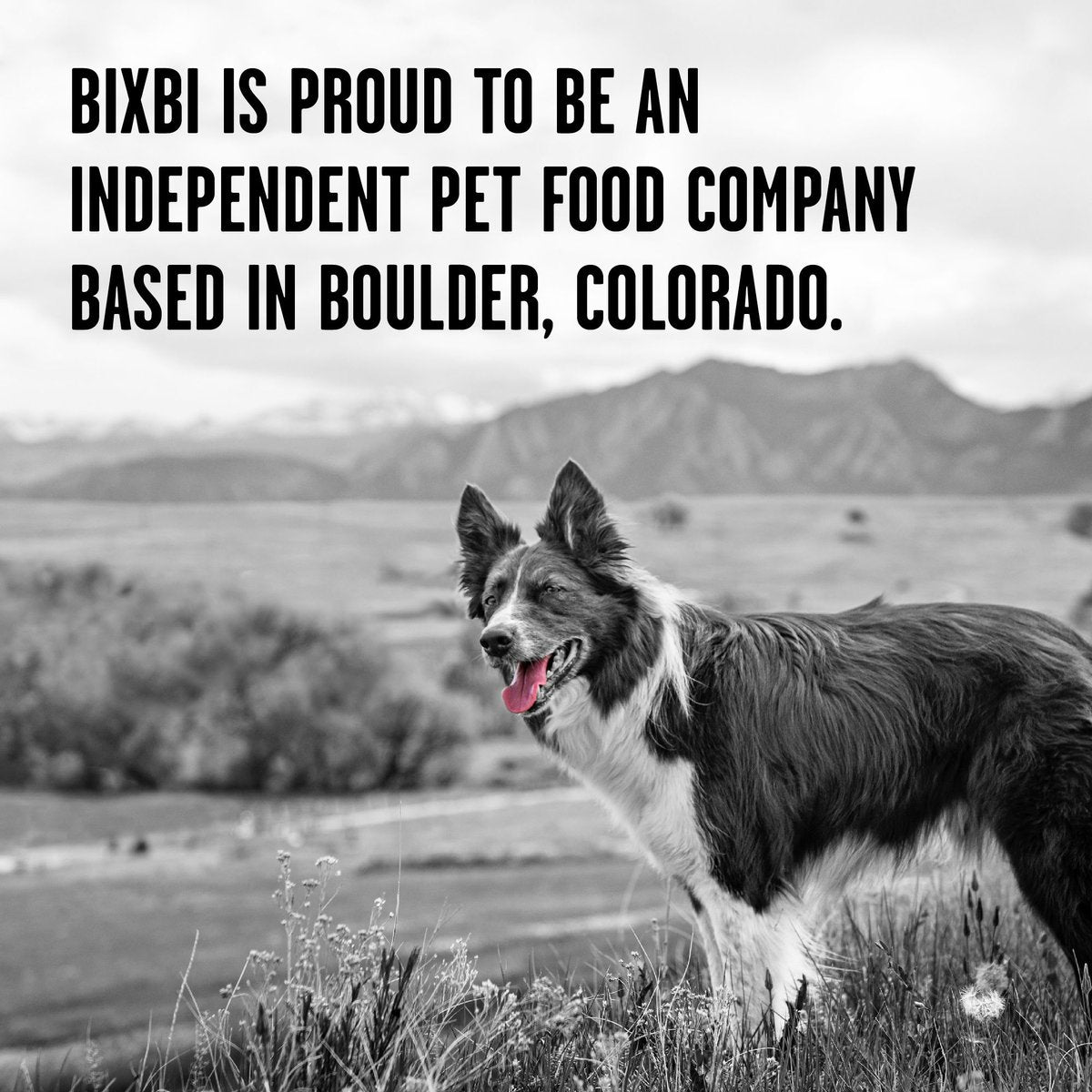 Bixbi Rawbble Freeze-Dried Lamb Recipe Dog Food