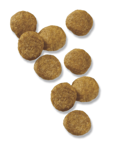 Purina Pro Plan Puppy Lamb & Rice Formula Dry Dog Food