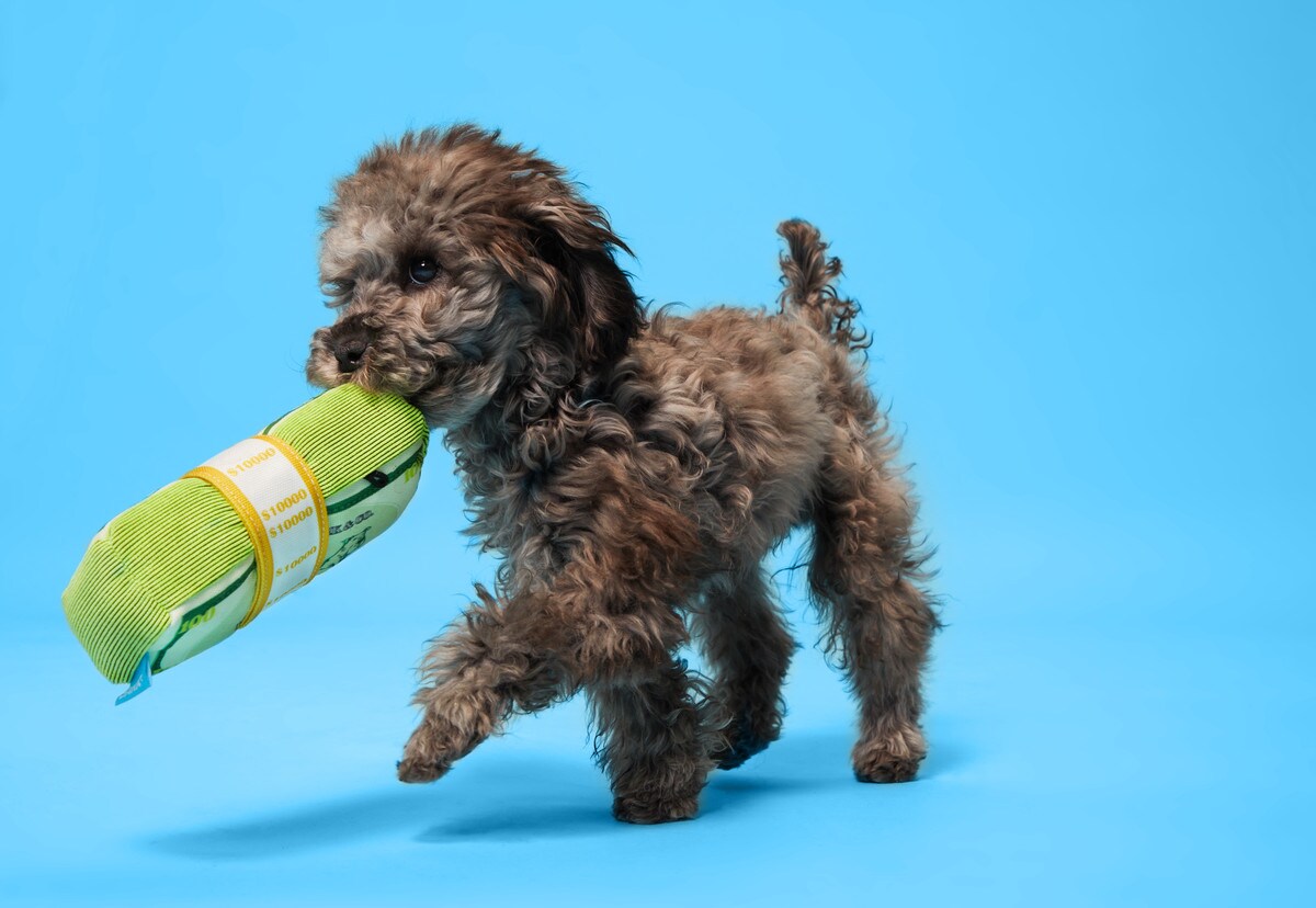 BARK Doggo Doggo Bills, Y’all Dog Toy