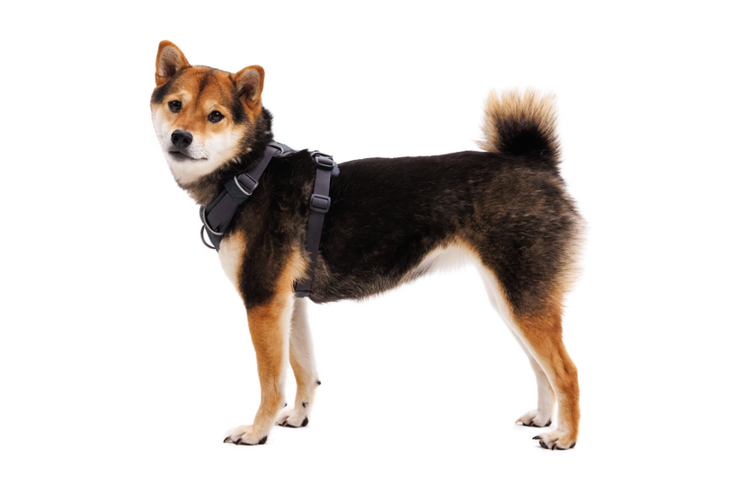 Ruffwear Front Range Dog Harness in Basalt Gray