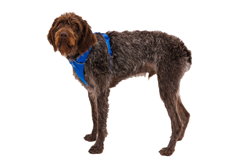 Ruffwear Front Range Dog Harness in Blue Pool