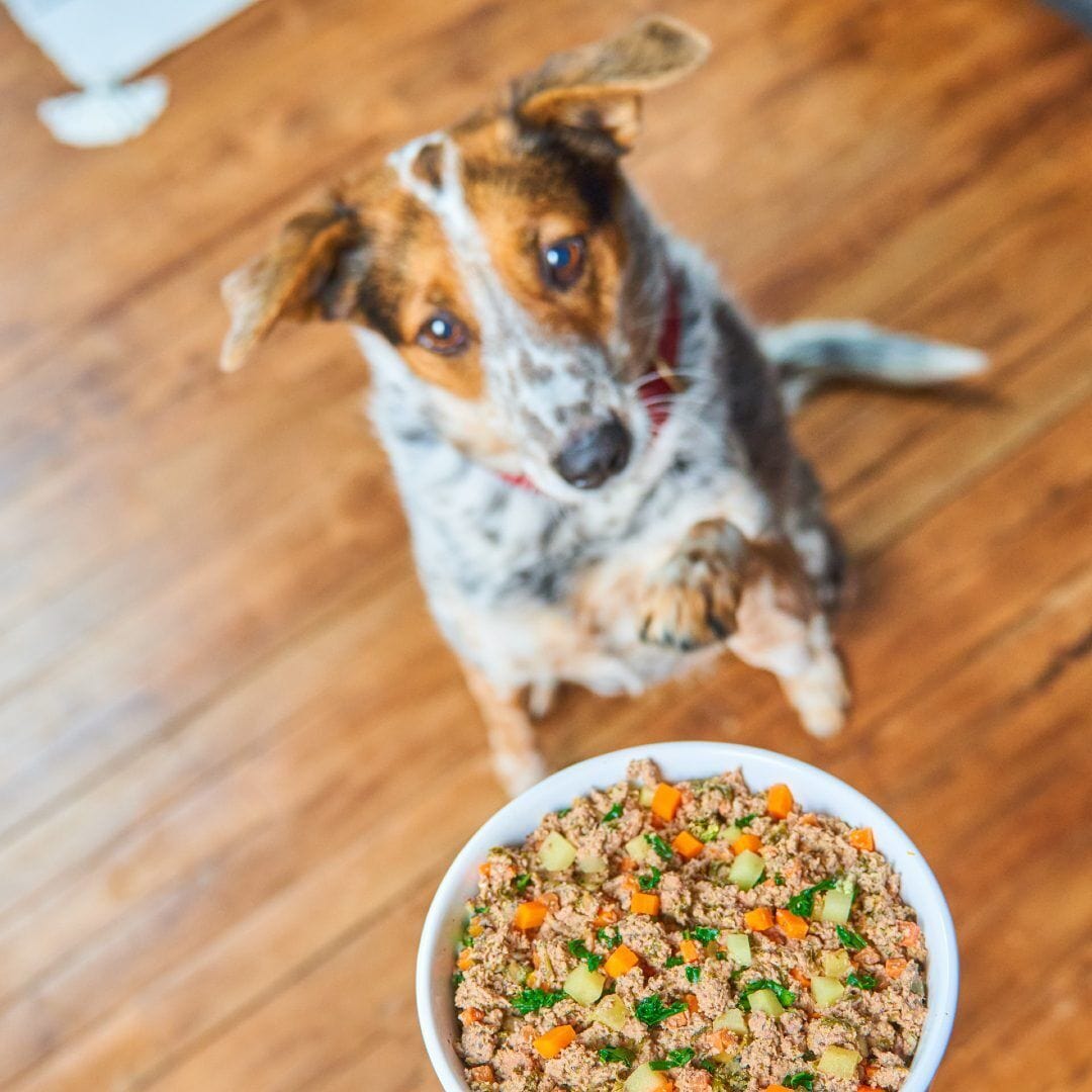 Stella & Chewy's FreshMade Beef, Barley and Turkey Gently Cooked Dog Food