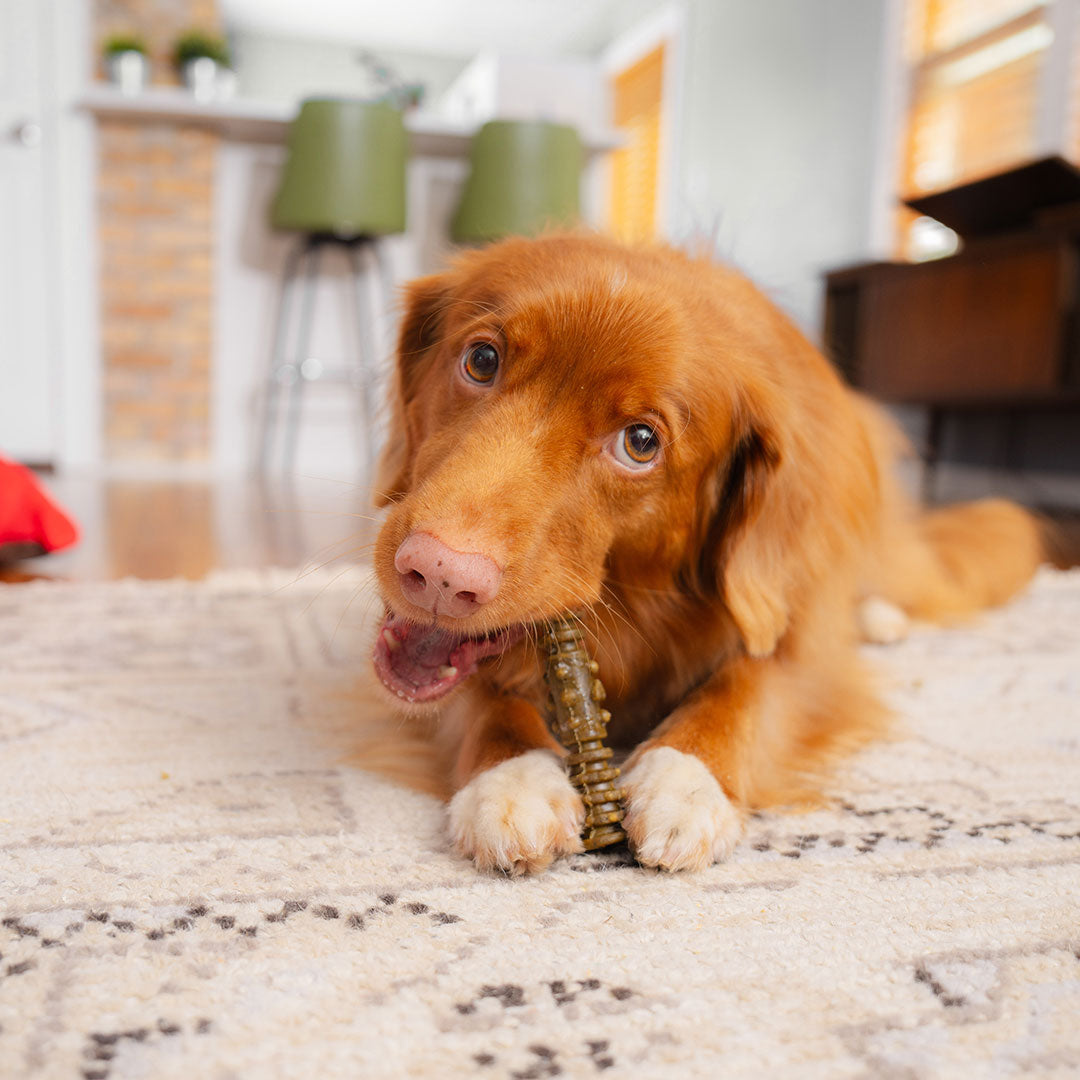 Stella & Chewy's Dental Delights