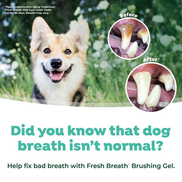 TropiClean Fresh Breath Oral Care Plaque & Tartar Remover Small/Medium Dog Toothbrush Kit