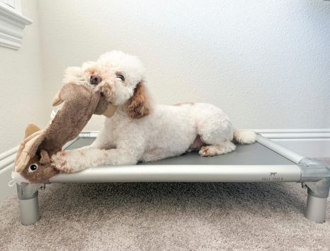 Tall Tails Stuffless Squirrel with Squeaker Rope Dog Toy