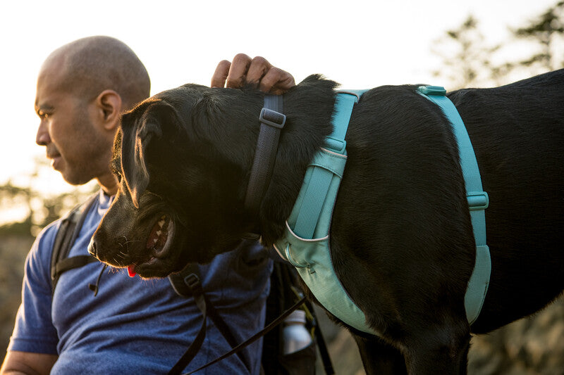 Ruffwear Front Range Dog Harness in River Rock Green